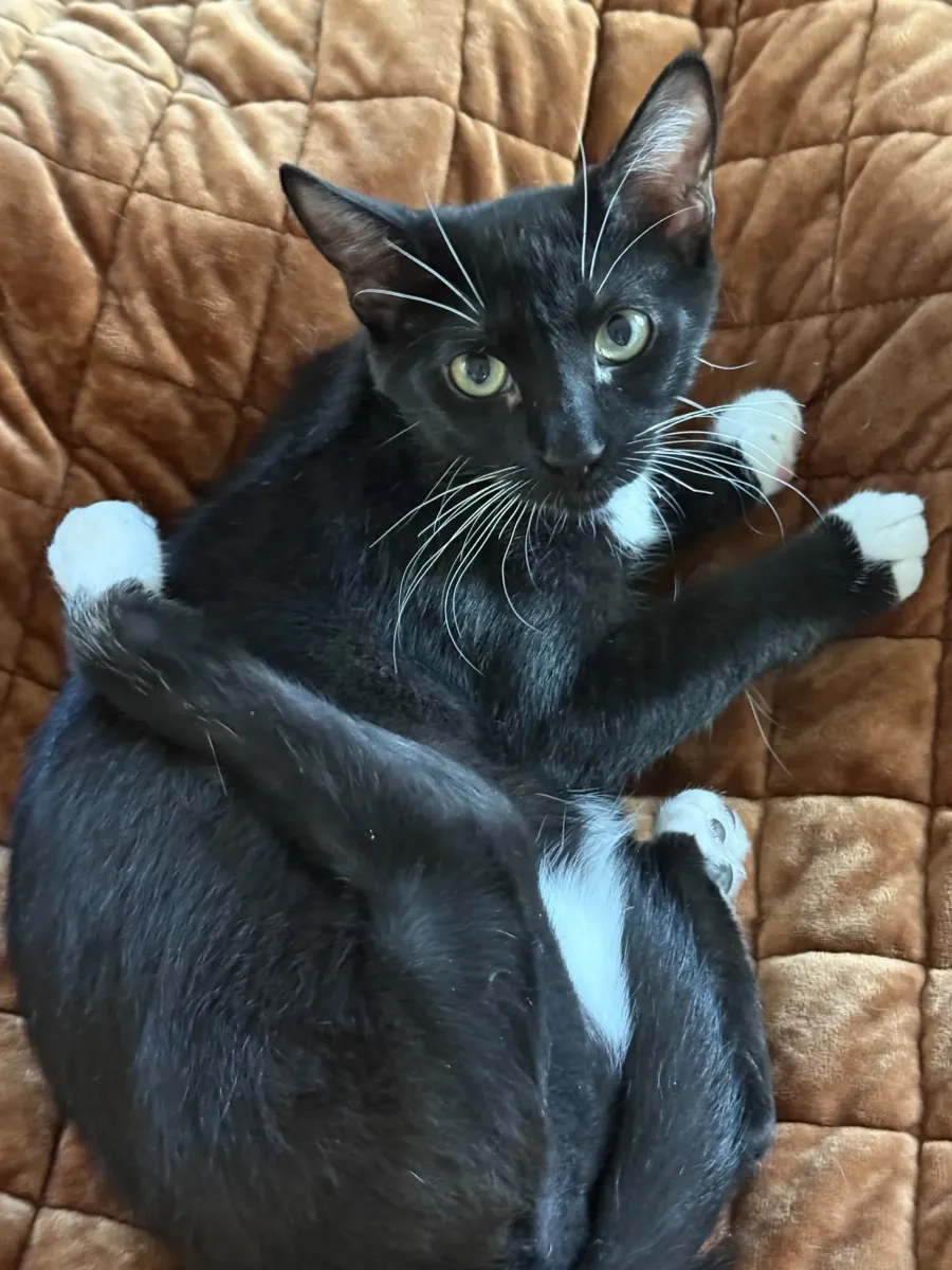 Nova's Leg Surgery